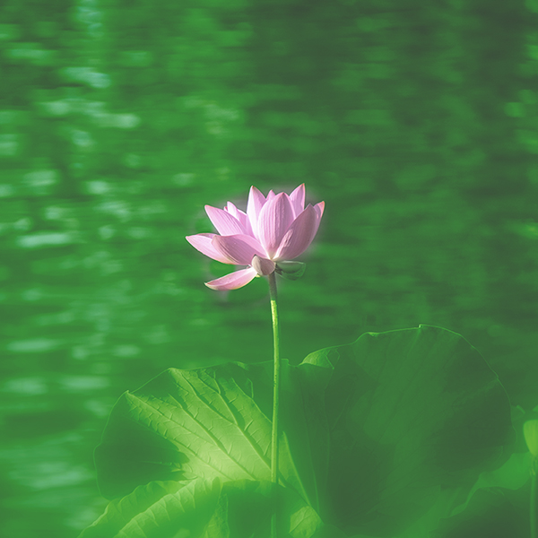 2014��7��7�չ�԰�ɻ���Ƭ a03312.jpg