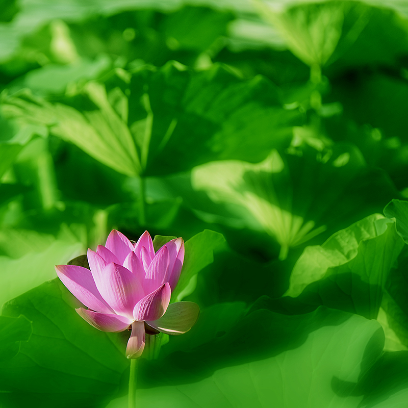 2014��7��7�չ�԰�ɻ���Ƭ a04712.jpg