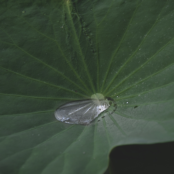 2014��7��7�չ�԰�ɻ���Ƭ a00512.jpg