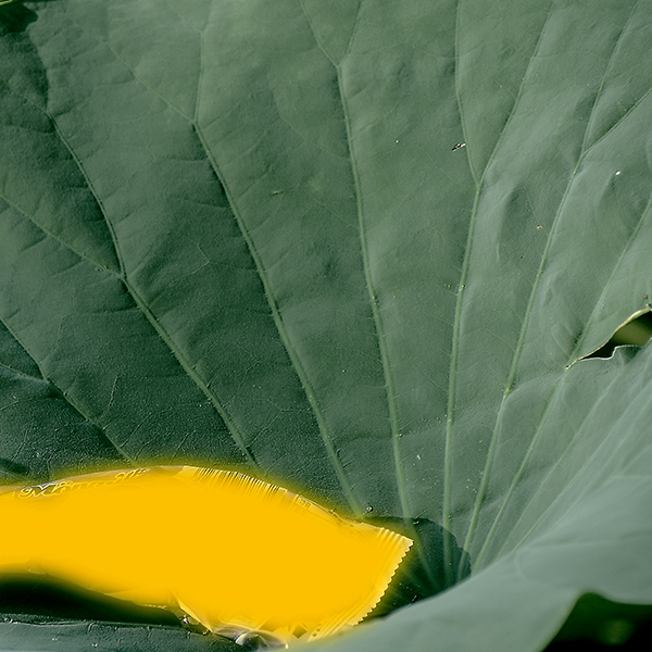 2014��7��7�չ�԰�ɻ���Ƭ a02912.jpg