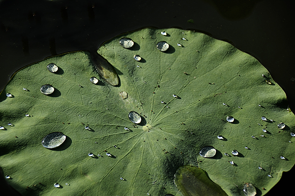 2014��7��7�չ�԰�ɻ���Ƭ a06312.jpg