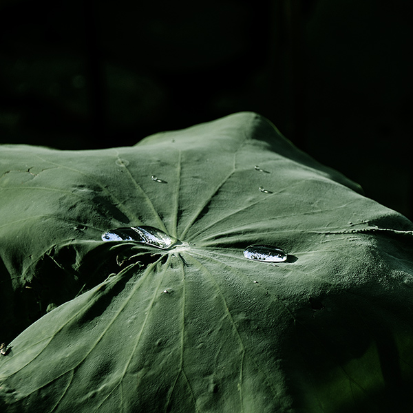 2014��7��7�չ�԰�ɻ���Ƭ a06412.jpg