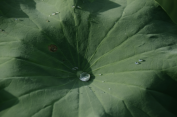 2014��7��7�չ�԰�ɻ���Ƭ A06512.jpg