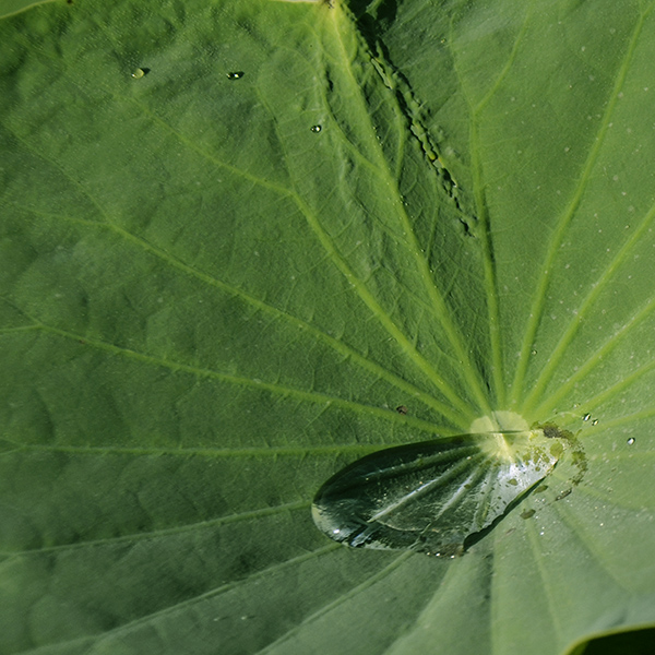 2014��7��7�չ�԰�ɻ���Ƭ a06812.jpg