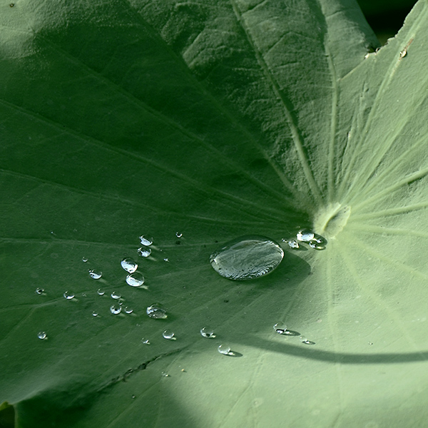 2014��7��7�չ�԰�ɻ���Ƭa 06612.jpg