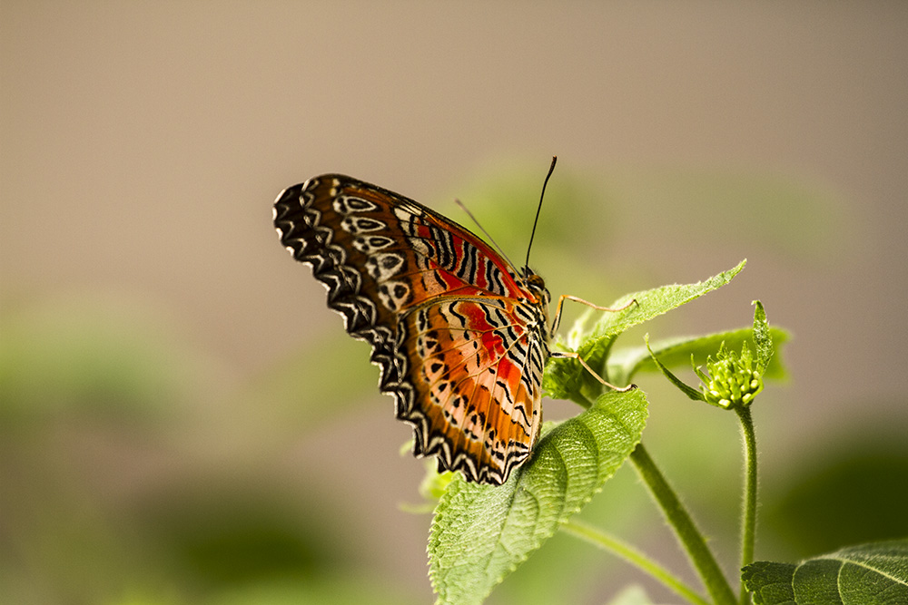 IMG_9281-1 ����.jpg