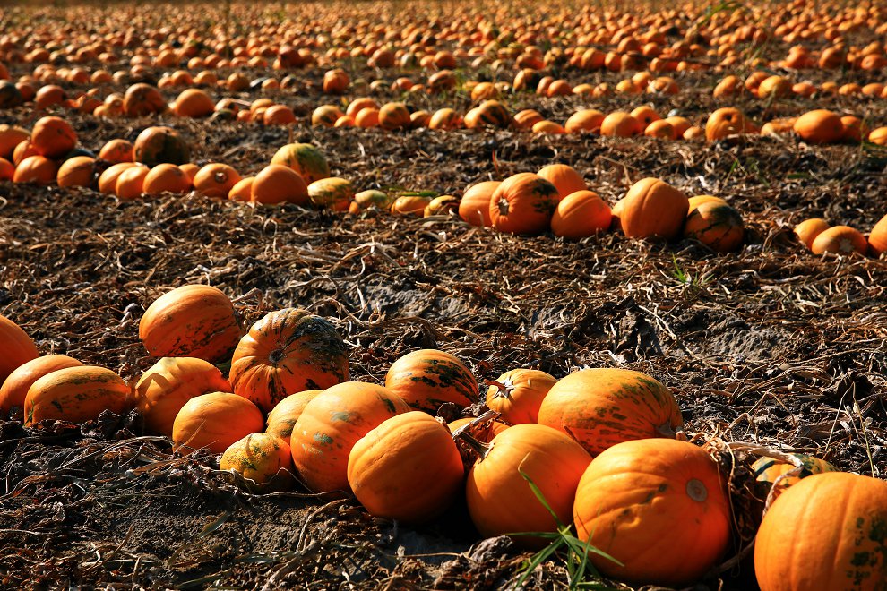 479A9596 - ����.JPG