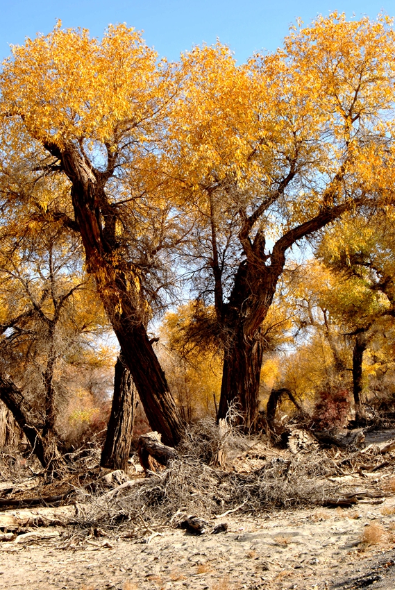 ������ (5).jpg