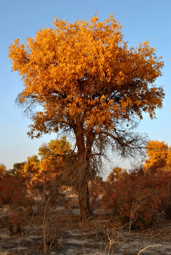 ������ (8).jpg