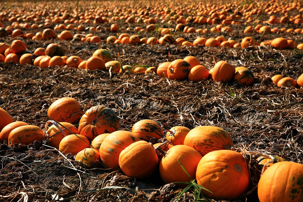 479A9596 - ����.JPG