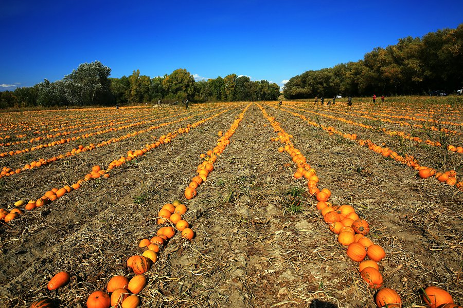 479A9601 - ����.JPG