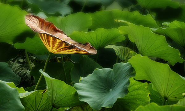 2014��9��25�����˴���Ӱչ�� a04512.jpg