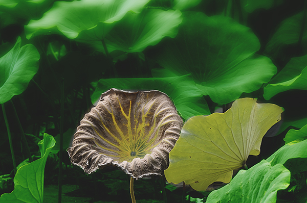 2014��9��25�����˴���Ӱչ�� a04812.jpg