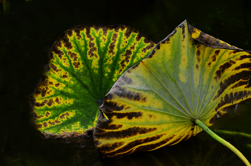 2014��9��25�����˴���Ӱչ�� a06112.jpg