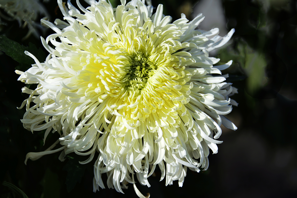 ���¾ջ��㣨���� (2).jpg