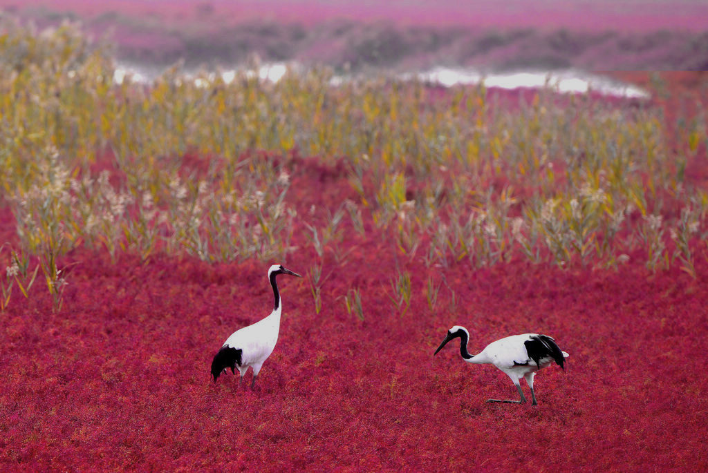 11DSC_7999.jpg   222.jpg