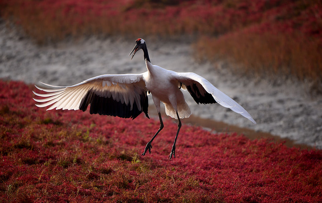 DSC_7617.jpg   55.jpg