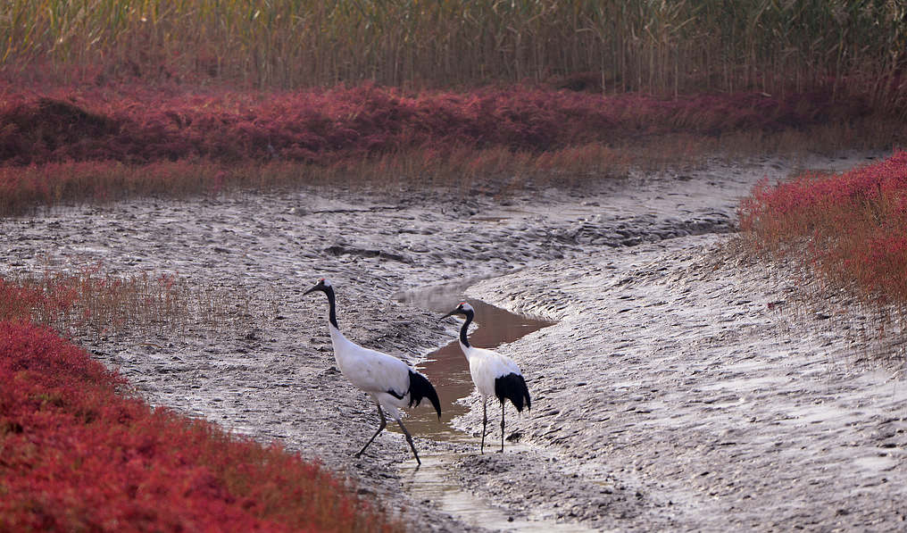 DSC_7808.jpg  33.jpg