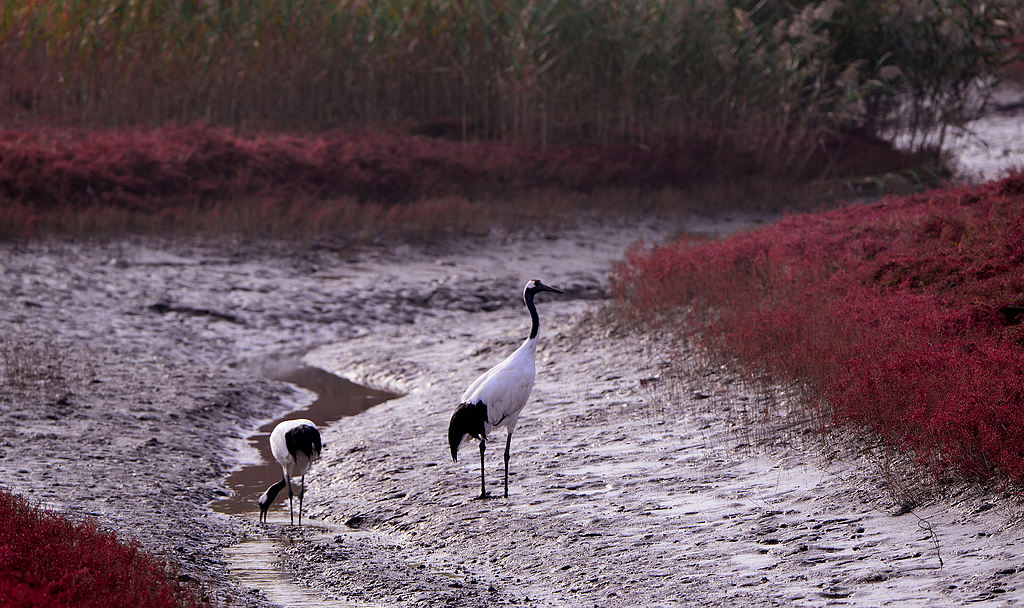 DSC_7931.jpg  11.jpg