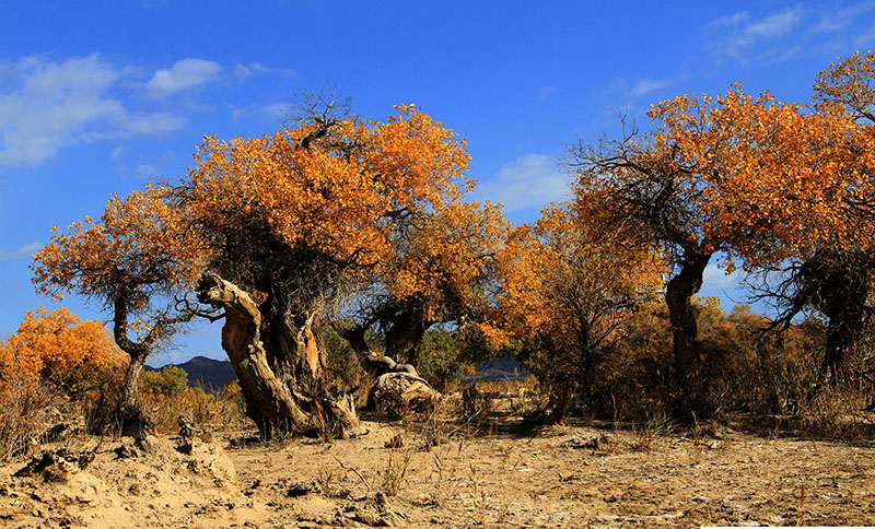 ����ӳ����