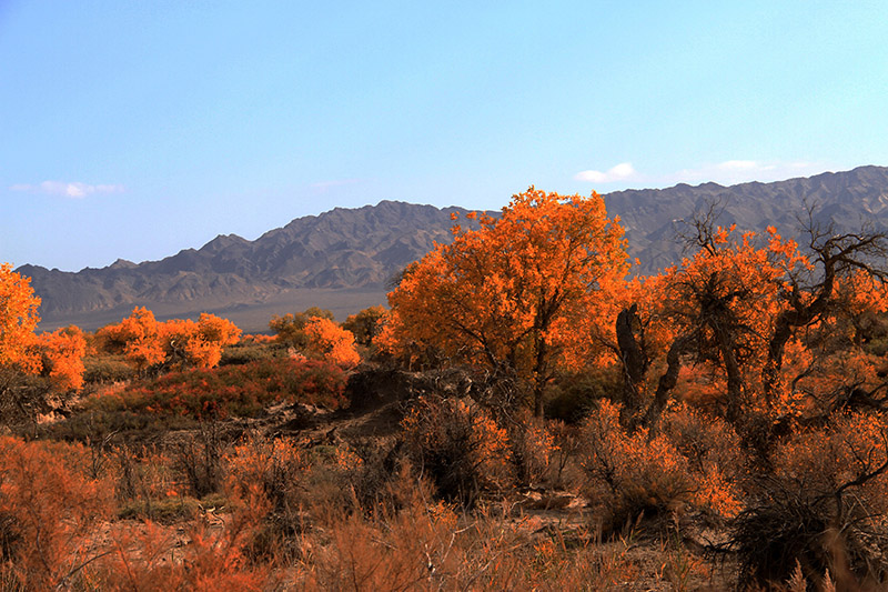 ʮ������