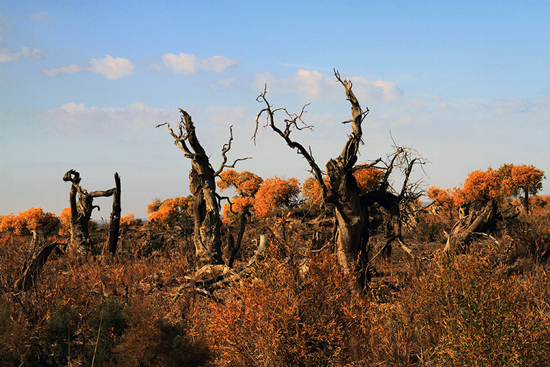 ��ɣ����