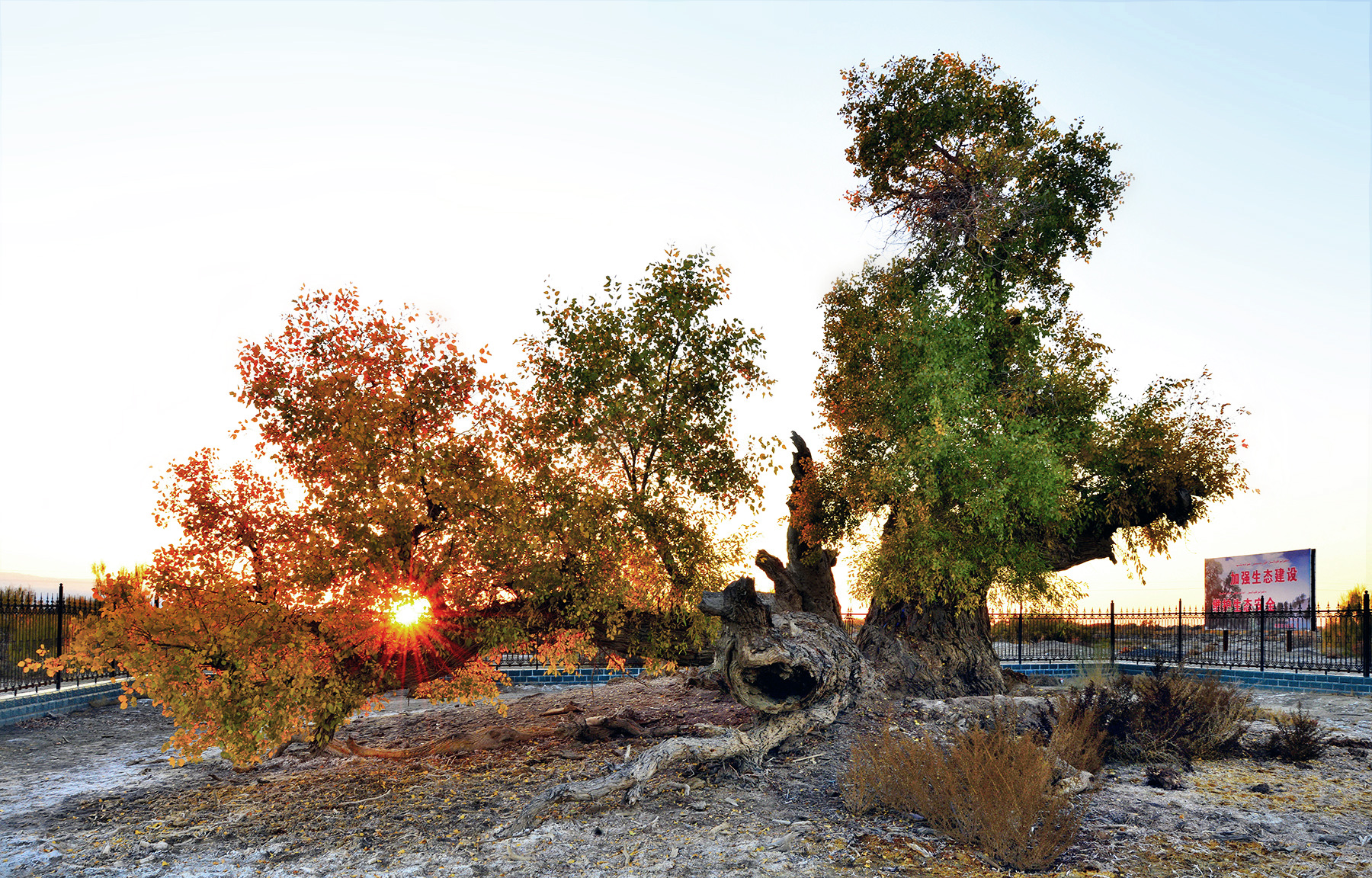 ��Į�����׳  ����������� .jpg