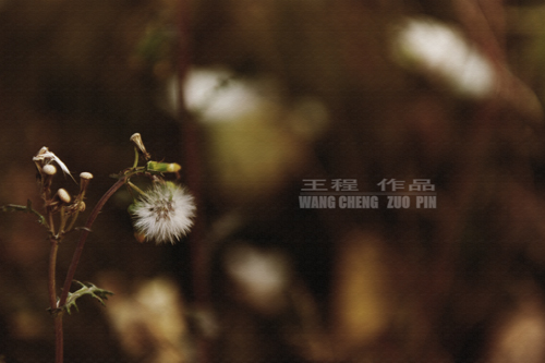 �����Ӿ�ԭ����Ӱ��Ʒ