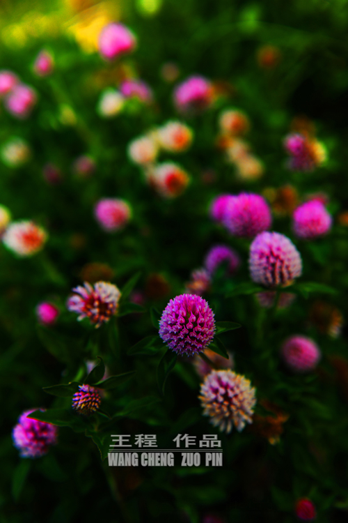 �����Ӿ�ԭ����Ӱ��Ʒ