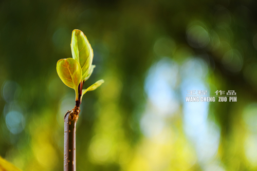 �����Ӿ�ԭ����Ӱ��Ʒ