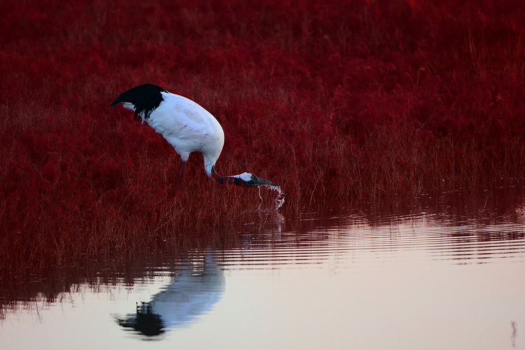 11DSC_6276.jpg   1111.jpg