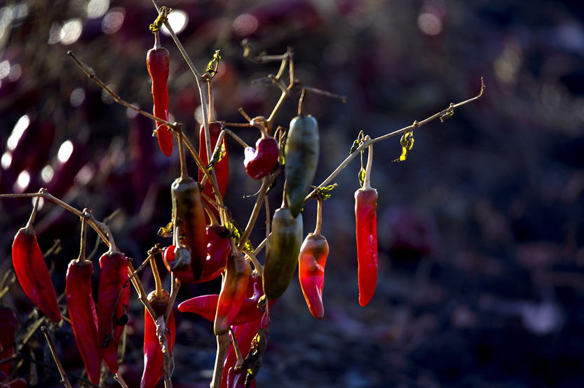 ����ؽ��졷���飩 (4) �ַ� ��  ����.jpg