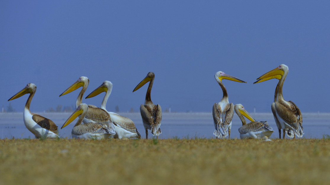 ���еı�������