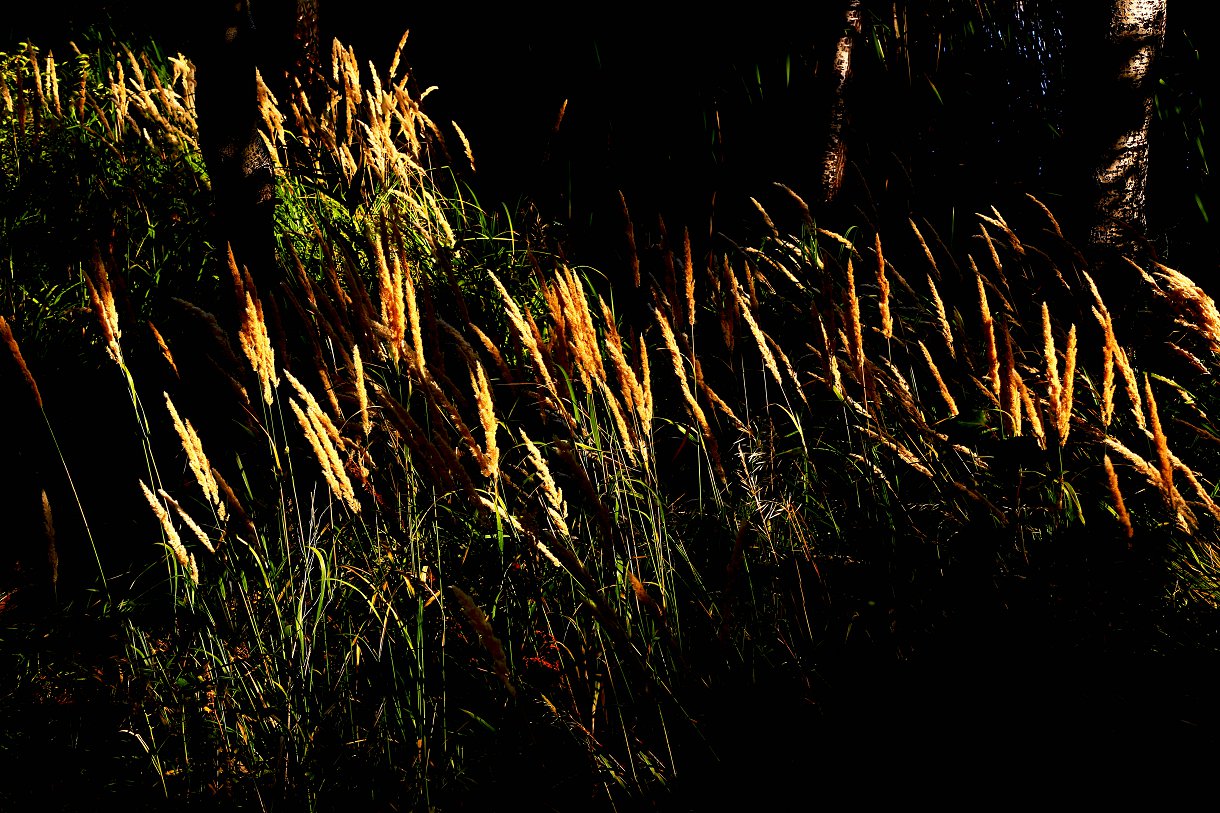 479A9784a - ����.jpg