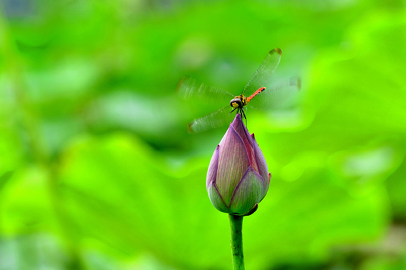 ���ۺɡ�_H104055 ����.jpg