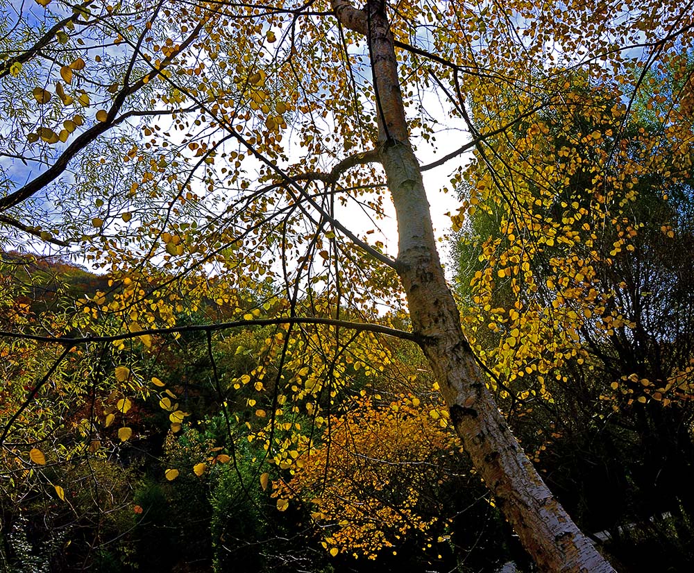 DSC_ ����.jpg