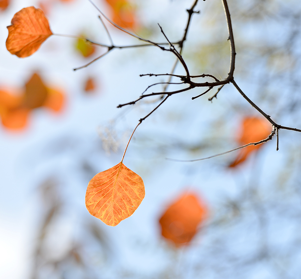 DSC_4646 ����.jpg