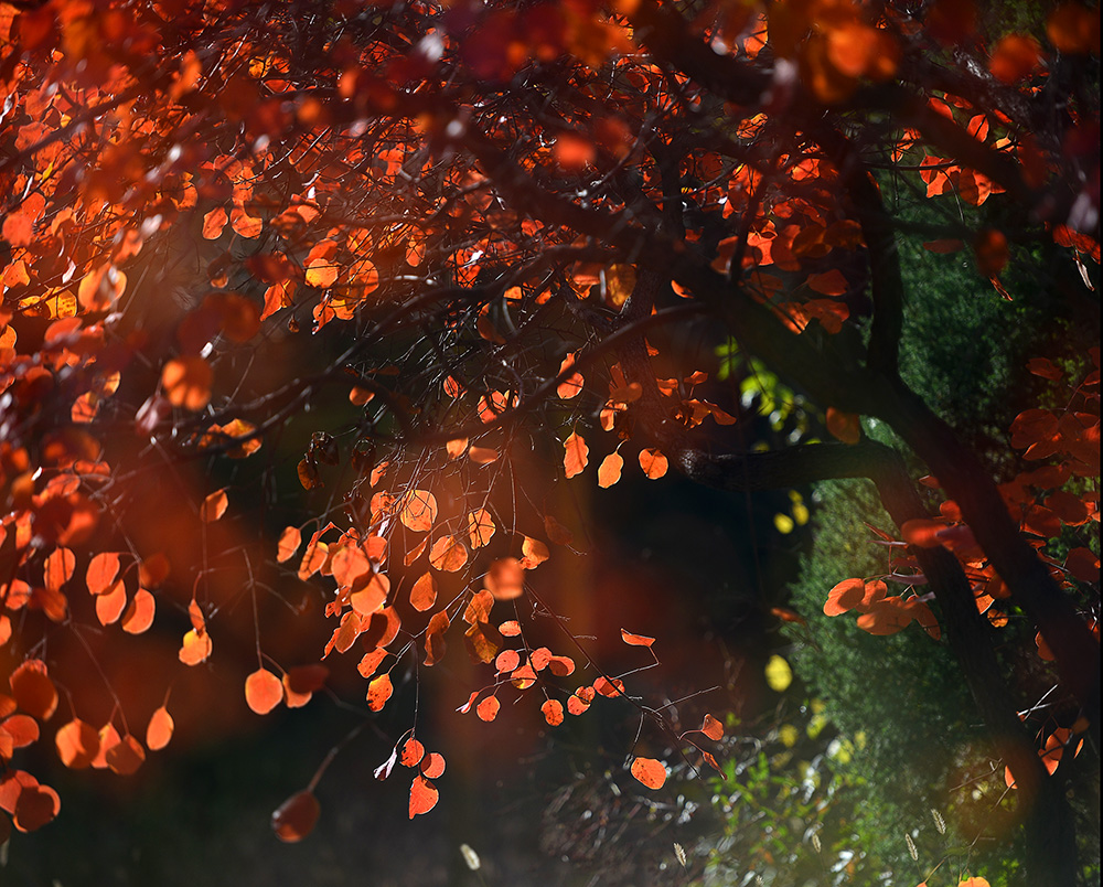 DSC_4664 ����.jpg