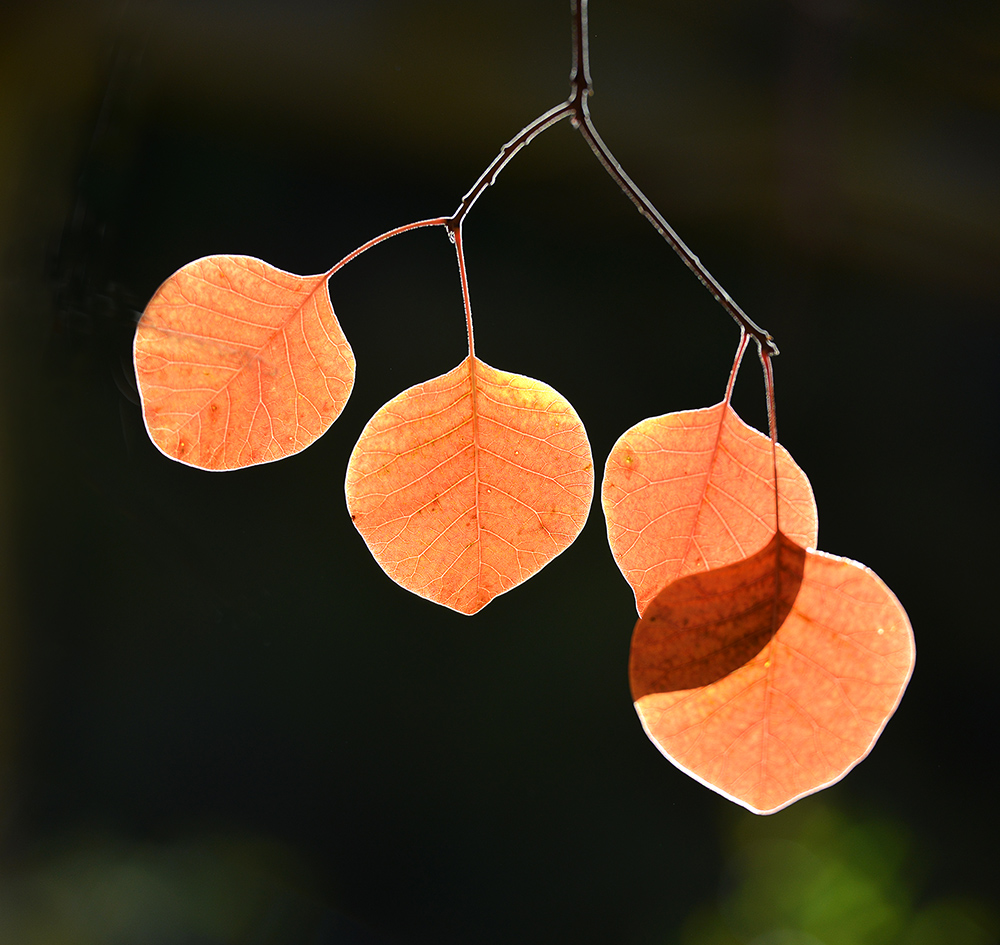 DSC_4666 ����.jpg