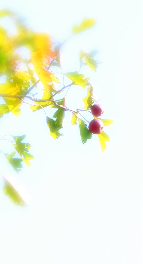 DSC_0004 (2)f_����.jpg