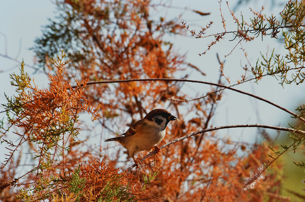 ��Ϸ��   ������