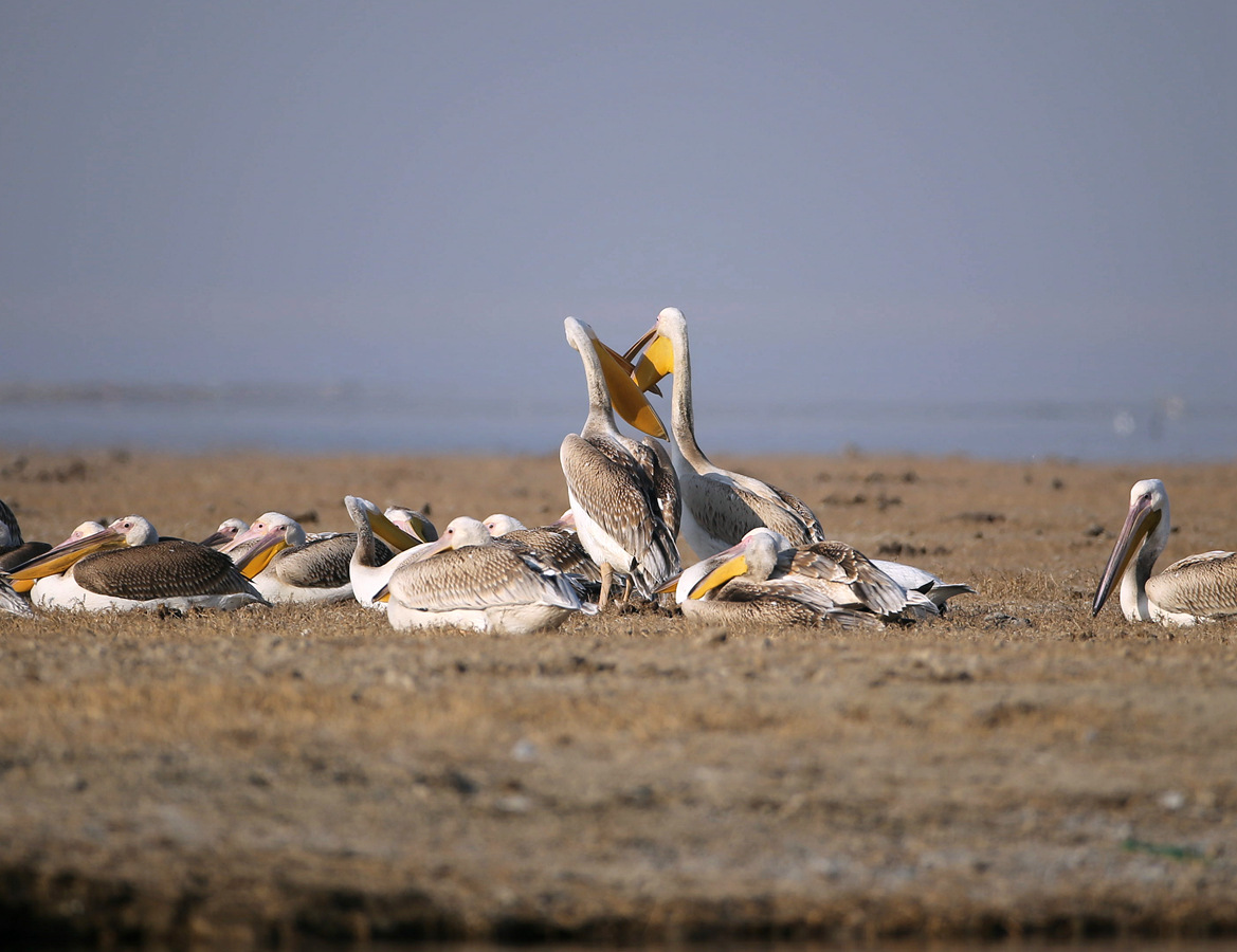 CW2Z2577 ���� 4.jpg