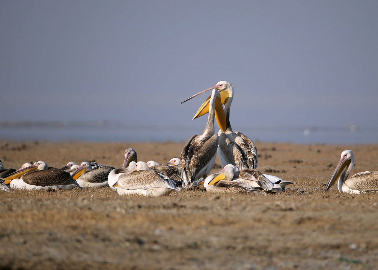 CW2Z2584 ���� 6.jpg