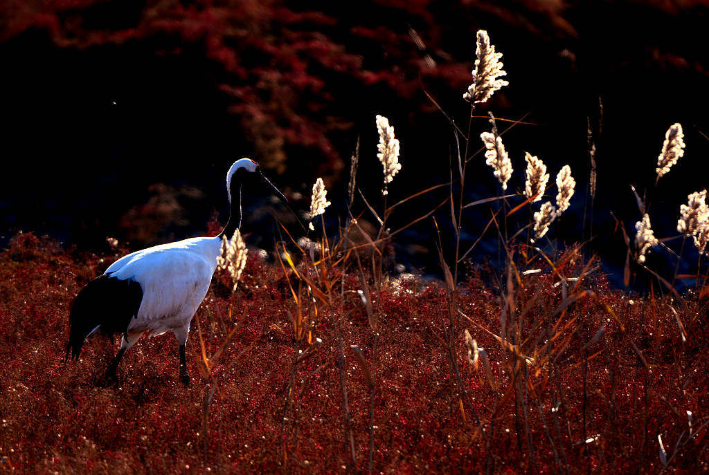 DSC_1065.jpg   1.jpg