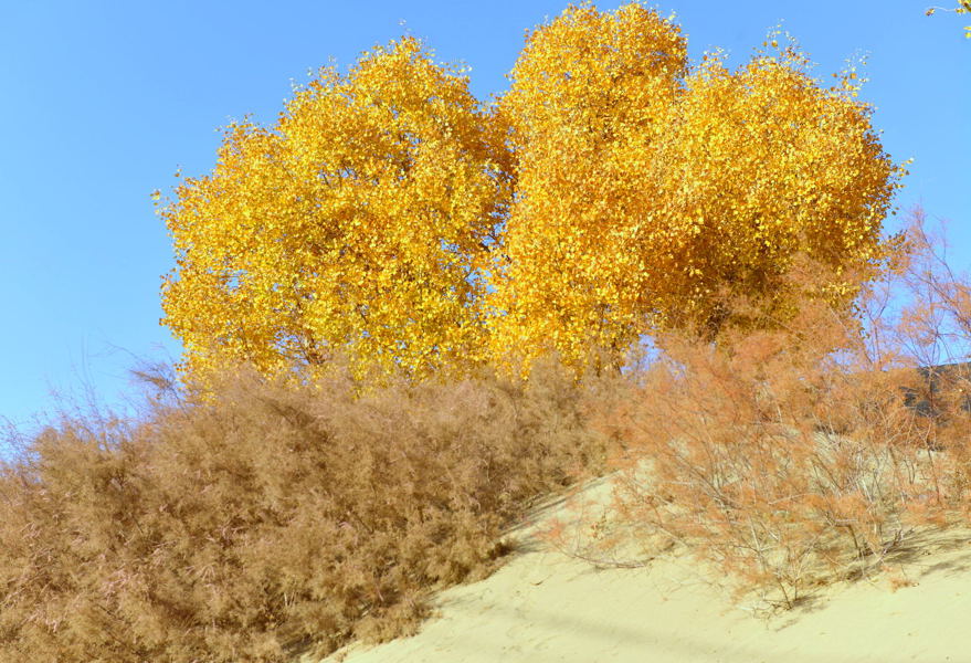 ����Ϊ��ս��ɳ