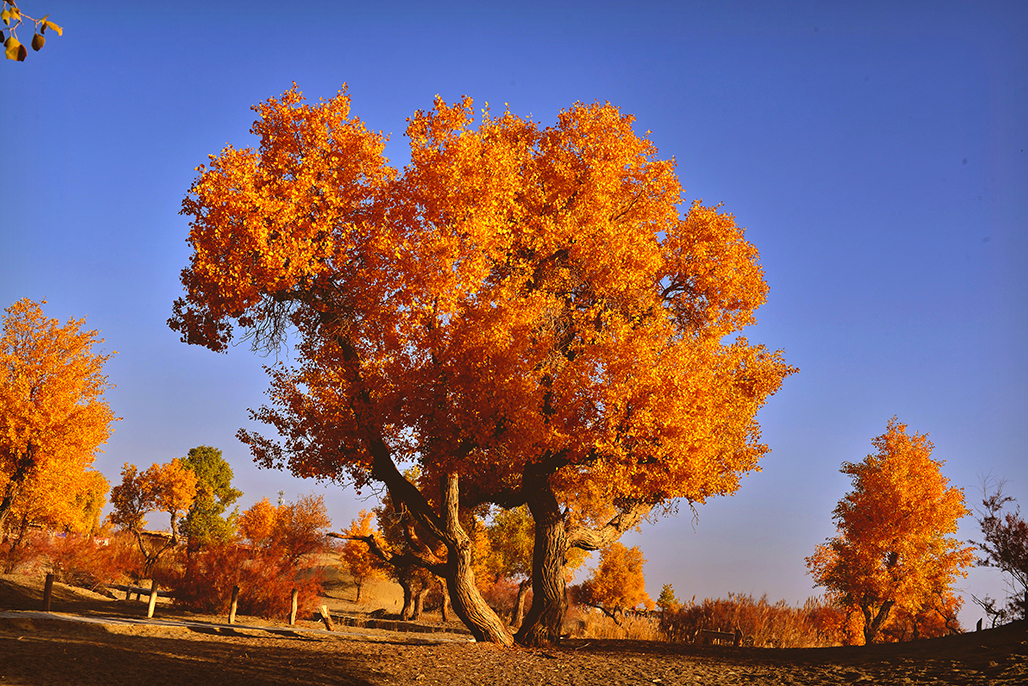 ����    ������