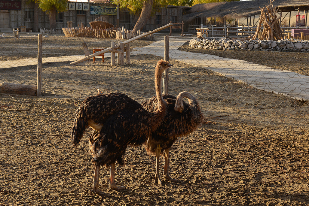 ����     ������