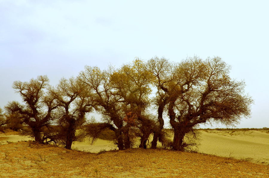 �Ž�һ��ս��ɳ