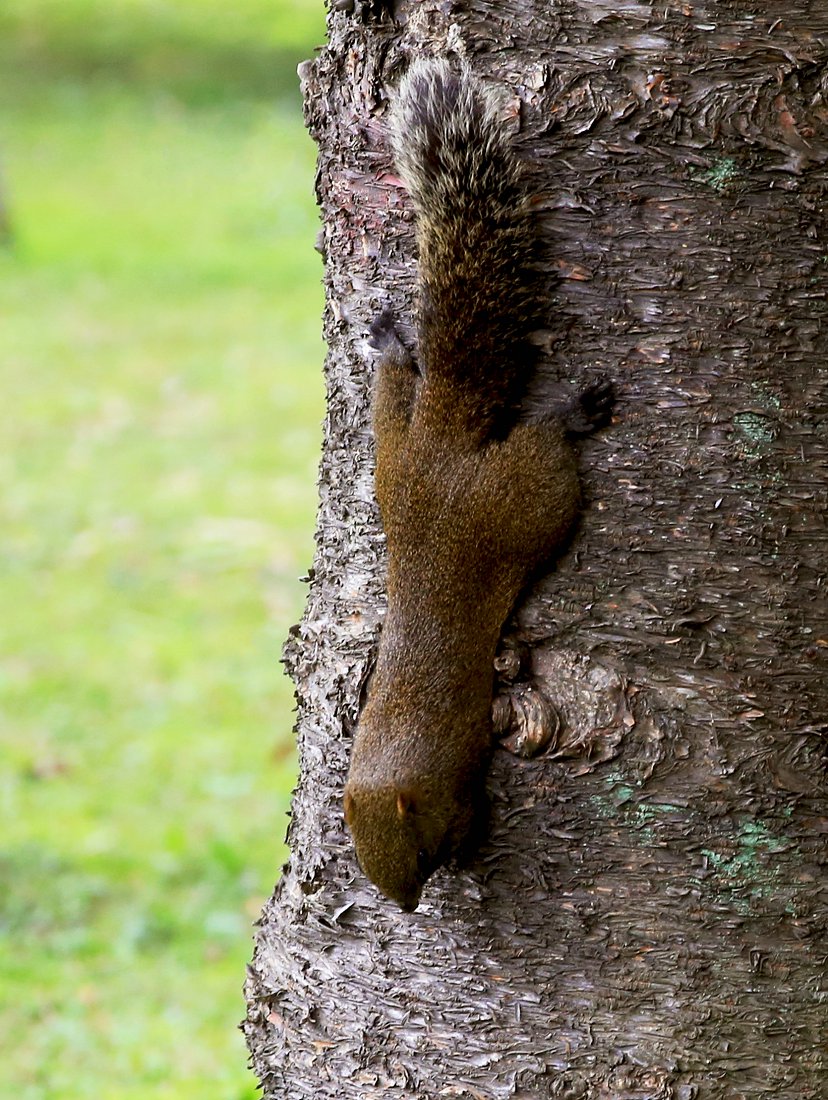 ���� gg 390qw.jpg