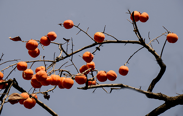 2014��11��9����������2 a02312.jpg